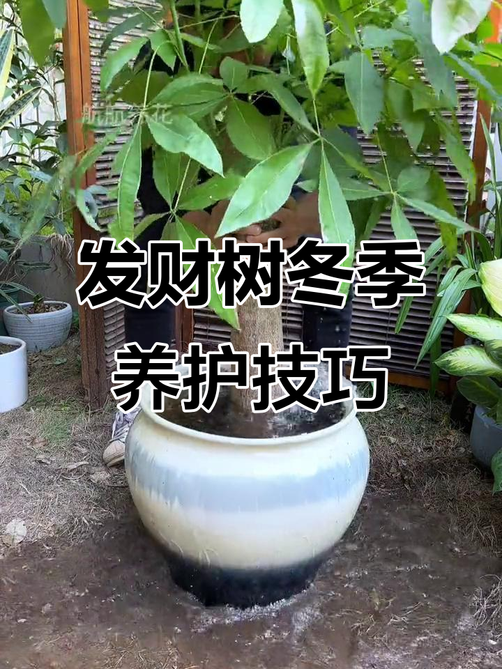 冬季发财树养护秘籍,浇水不够?补锌才是关键