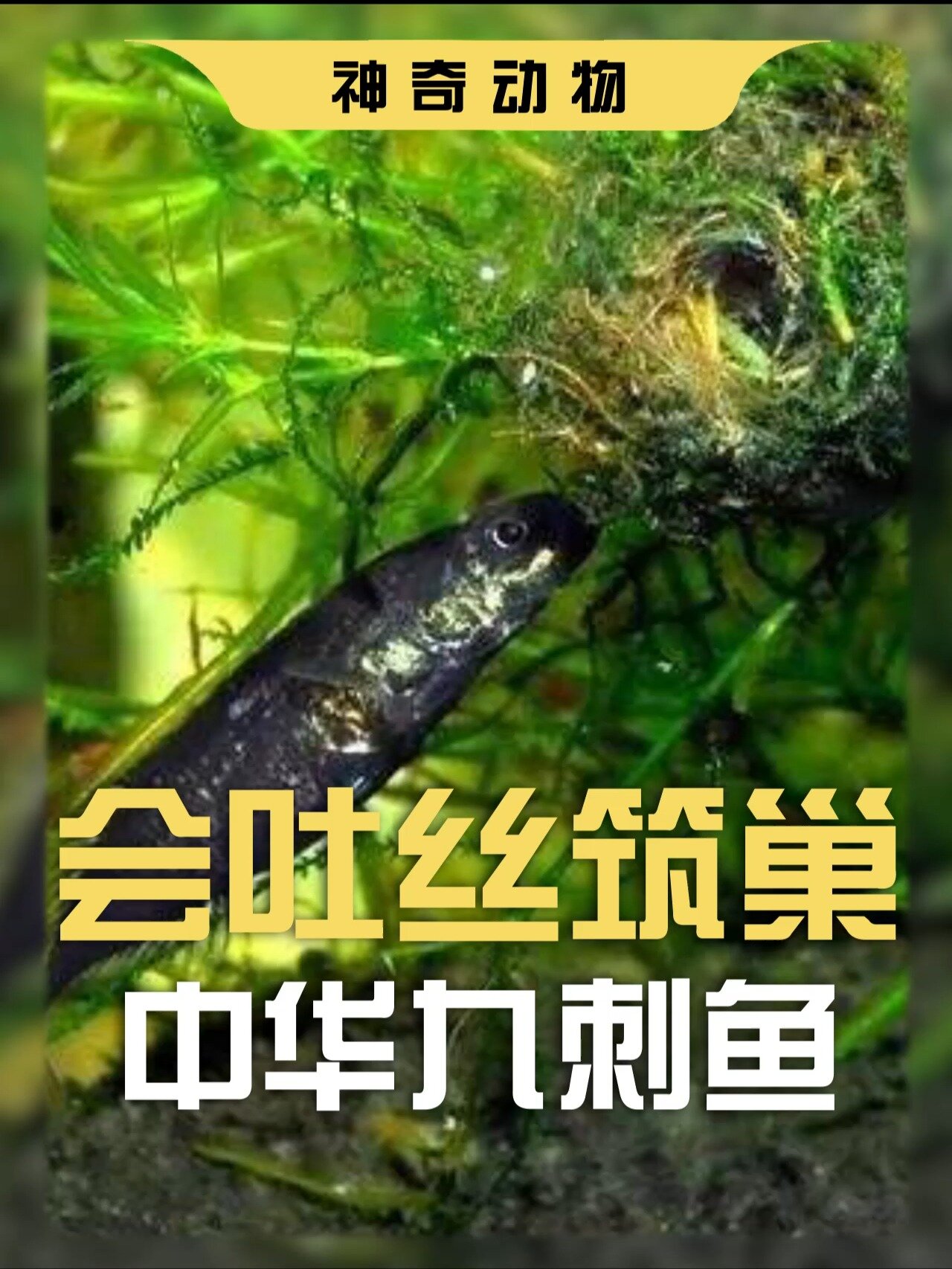 中华九刺鱼:背生九刺,还会自己筑巢