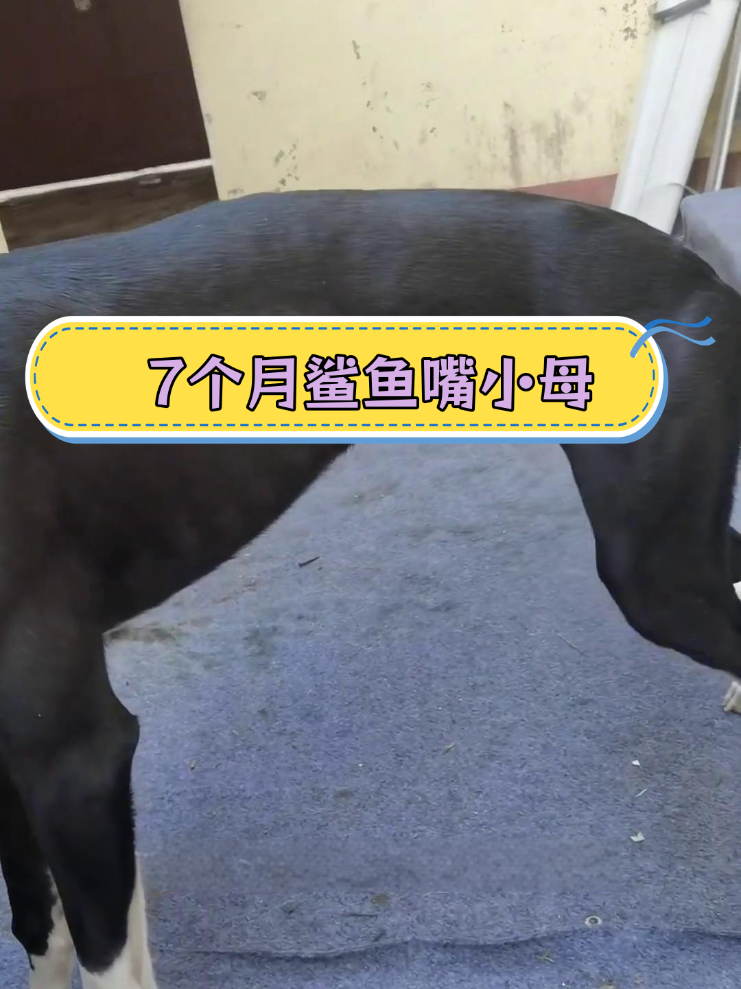 7个月鲨鱼嘴小母犬回归,经过20天调整焕然一新