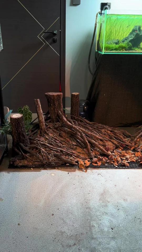 大缸造景!搞起来