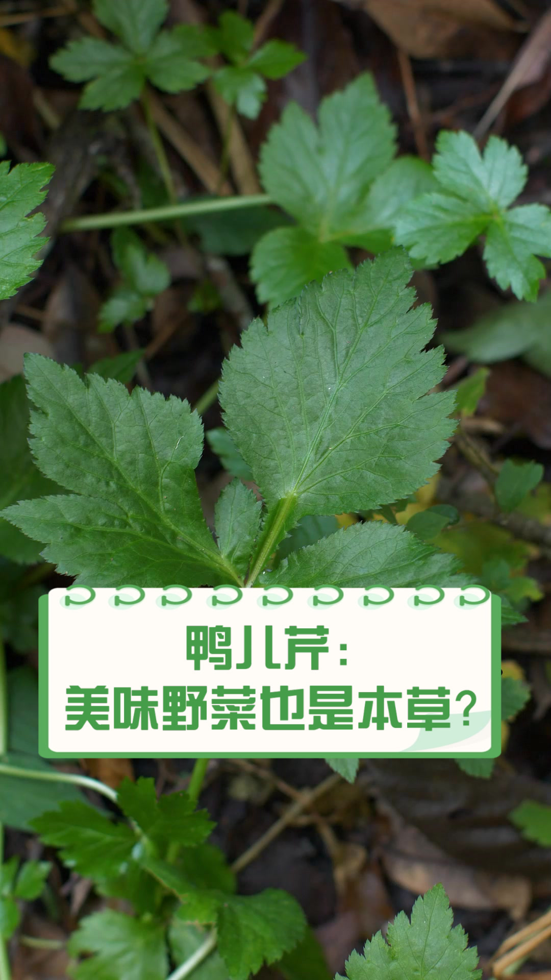鸭儿芹：美味野菜也是本草？