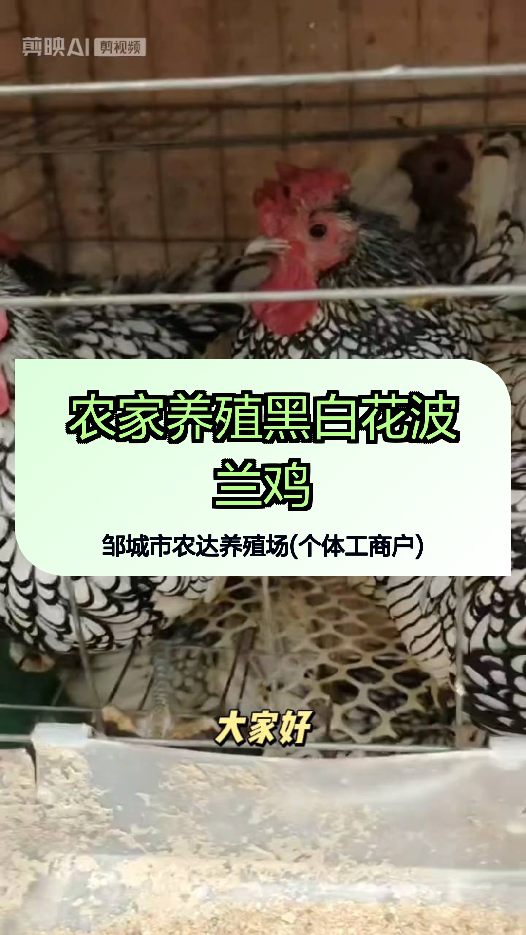 农家养殖黑白花波兰鸡各种观赏鸡养