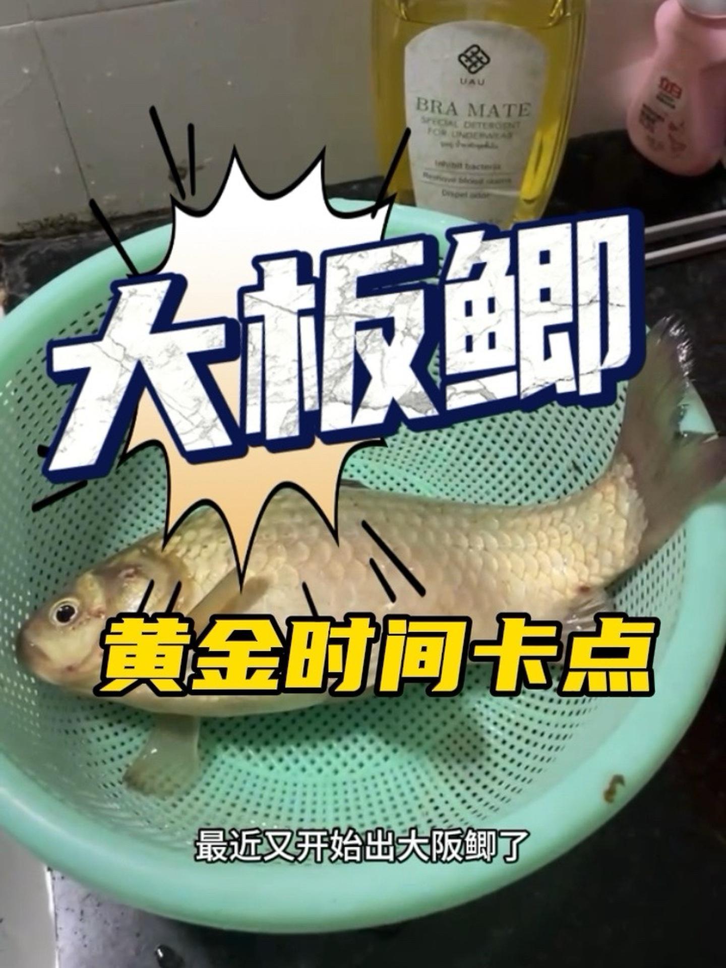 一天当中野钓大板鲫最佳的时间卡点,你这个时间点去钓就行啦 野钓 钓鱼技巧 2024dou来