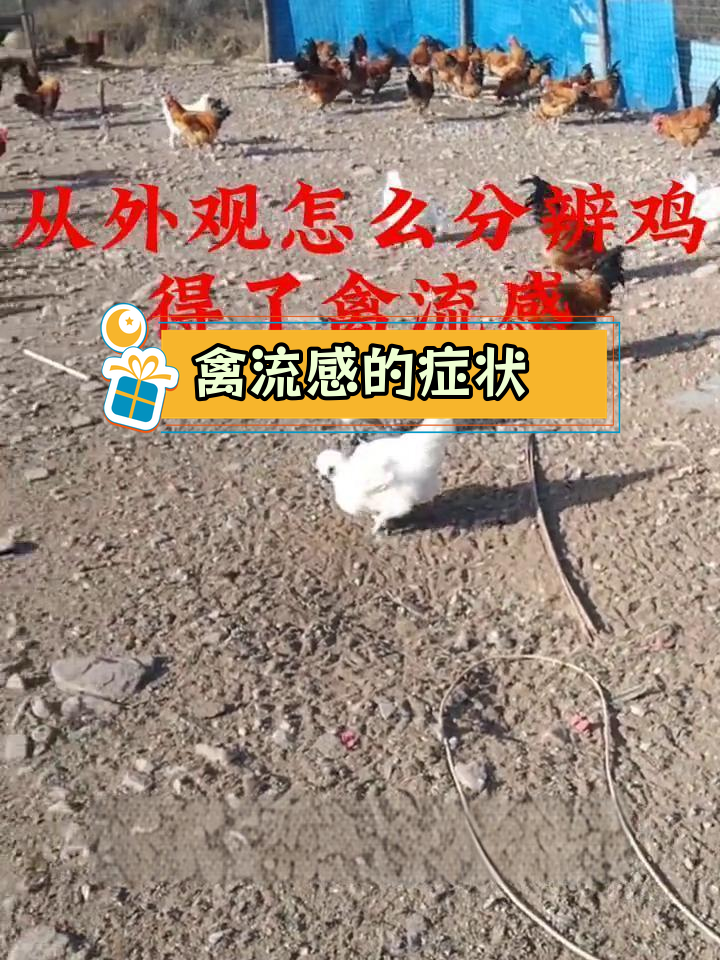 禽流感症状解析:鸡群异常表现