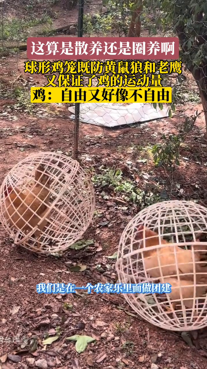 这到底算是散养鸡还是圈养鸡
