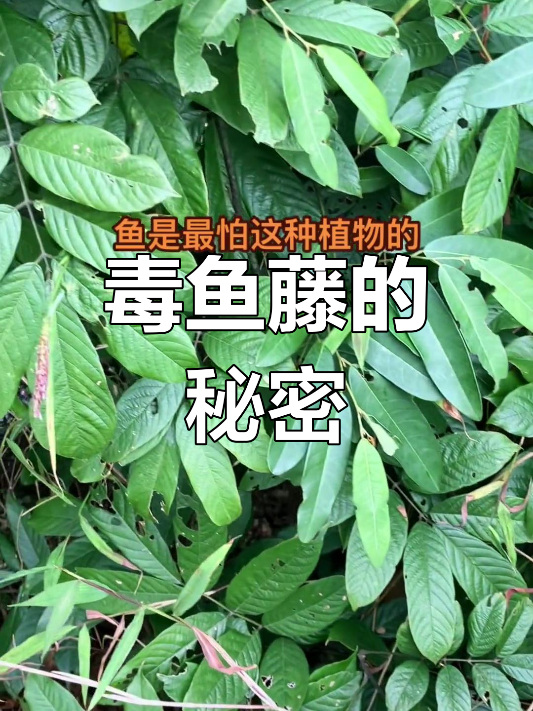 毒鱼藤让鱼儿昏迷,其化学成分竟是“毒鱼酮”!