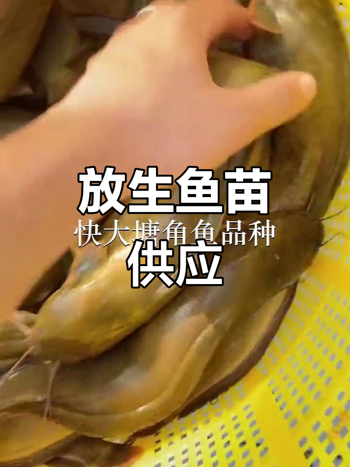 惠州鱼苗场,供应放生白花鱼