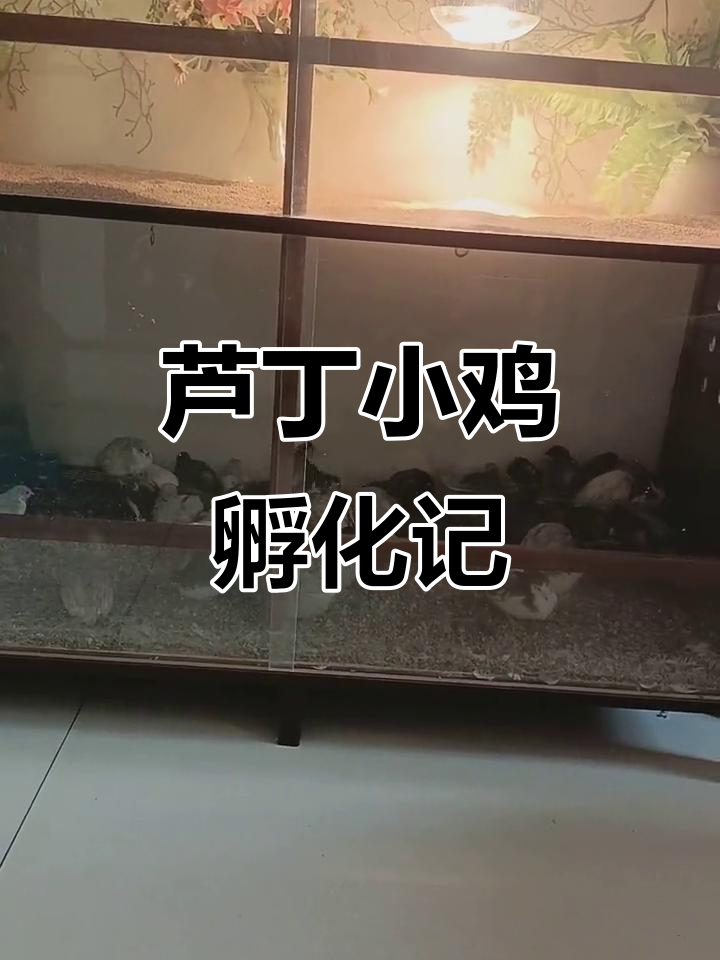 小笨鸡出壳,十只小公鸡争相破壳而出
