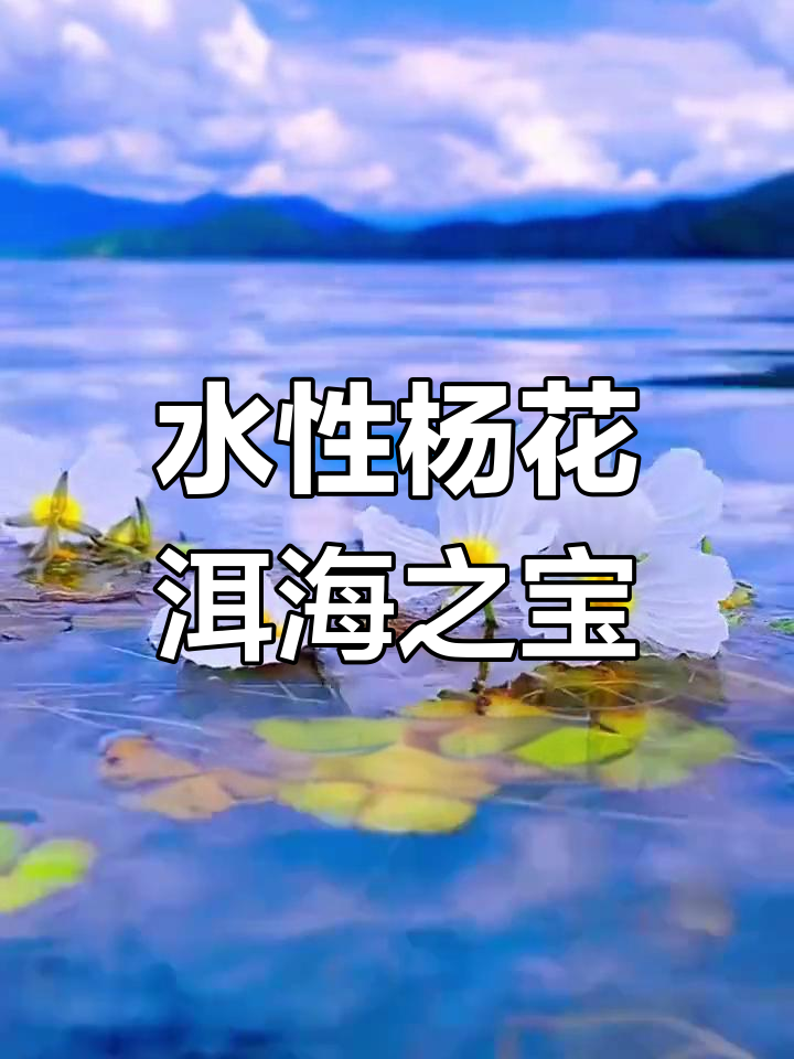 海菜花:水性杨花的美丽与脆弱