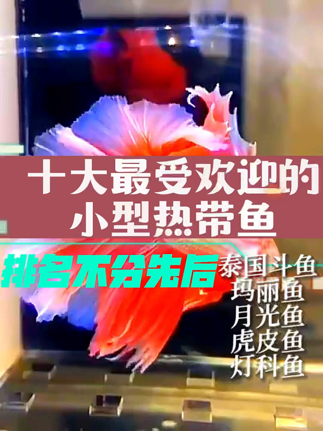 十大最受欢迎的小型热带鱼?泰国斗鱼玛丽鱼