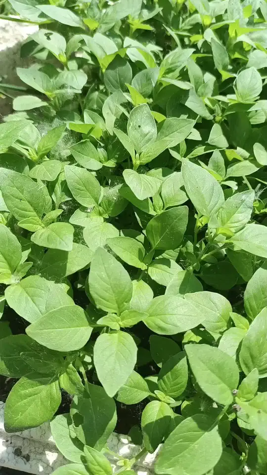 安徽特色菜荆芥,你知道它能搭配凉面热食吗?