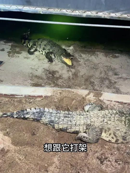 母鳄鱼产蛋的高峰期,时刻蹲守在一线,养鳄人也属实不易 鳄鱼佬的日常掏蛋工作