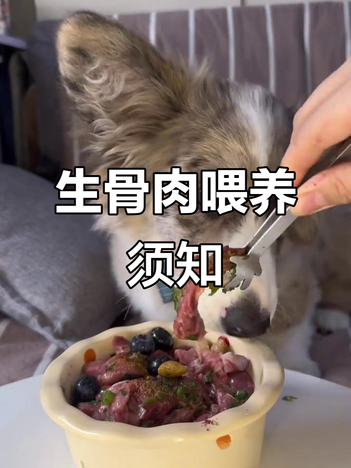 给狗狗喂生骨肉的正确方法与注意事项