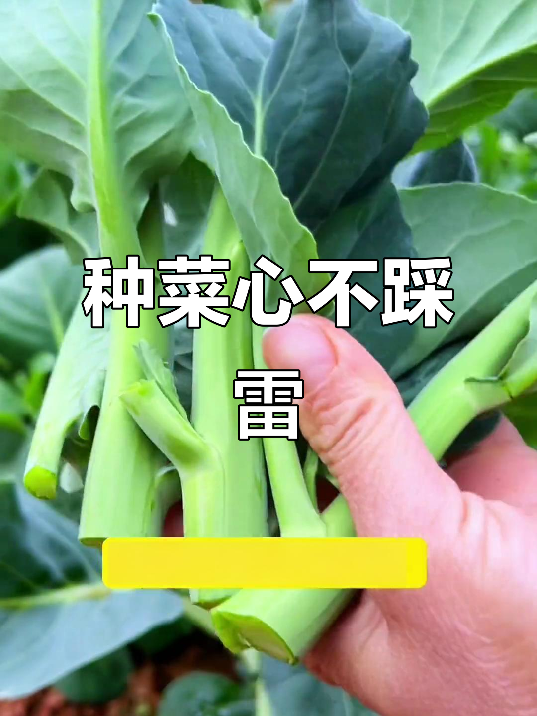 想要种菜心?别买错种子,芥兰和鸡腿芥兰大不同!