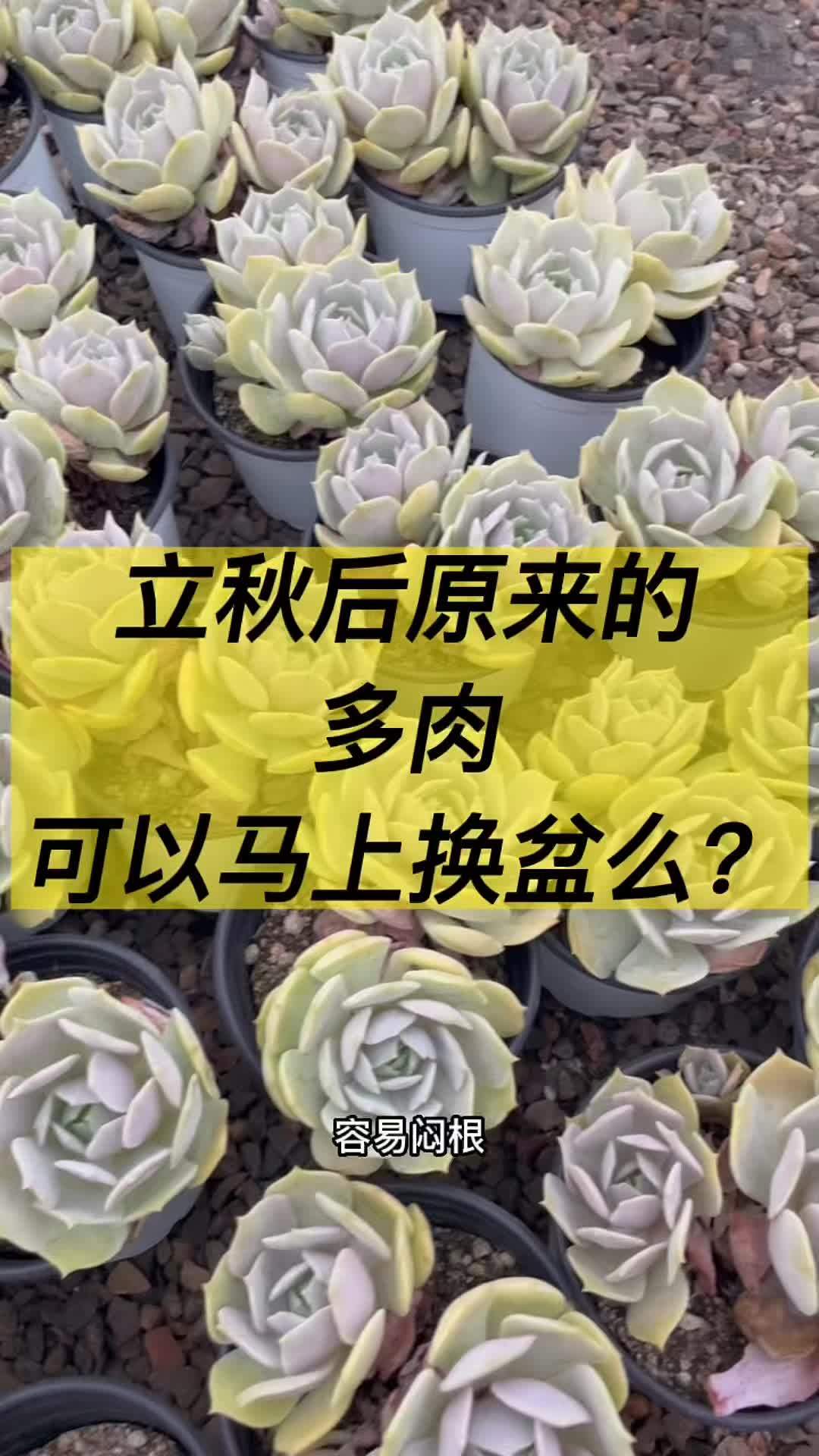 《新手百问》第5|立秋之后可以马上对原来的多肉换盆修根么?可不可以不是季节决定的,是环境温