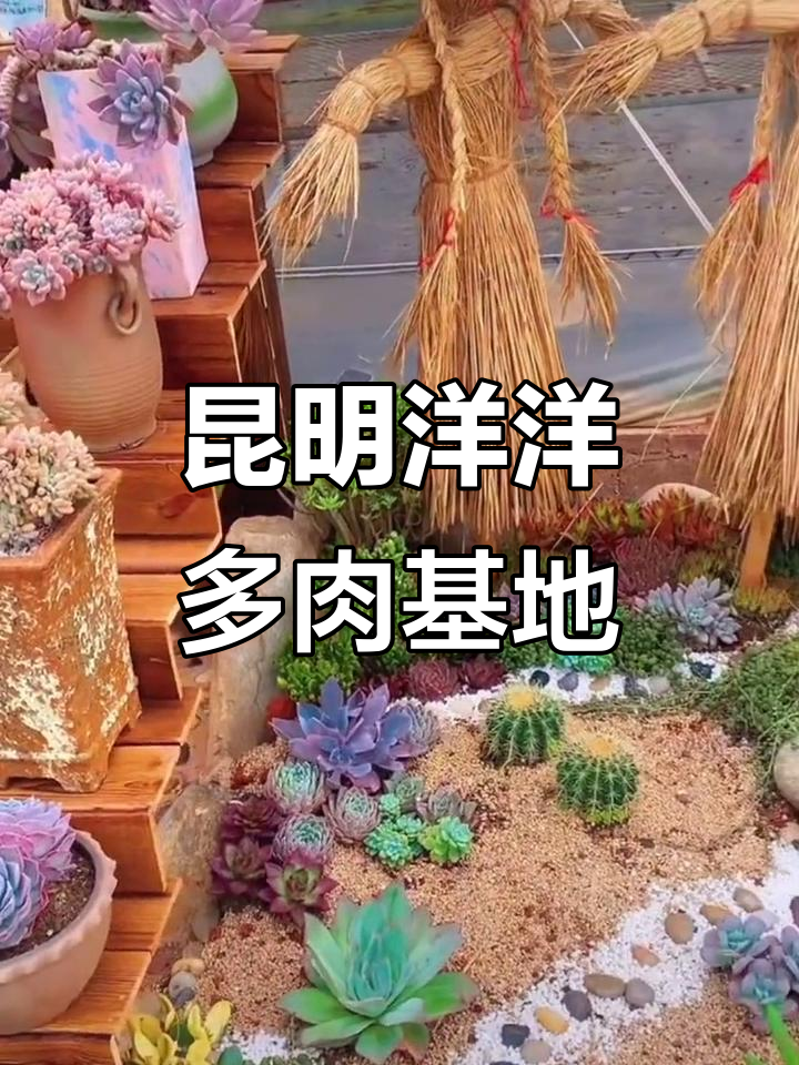 探访云南昆明洋洋多肉基地，感受大自然的神奇魅力