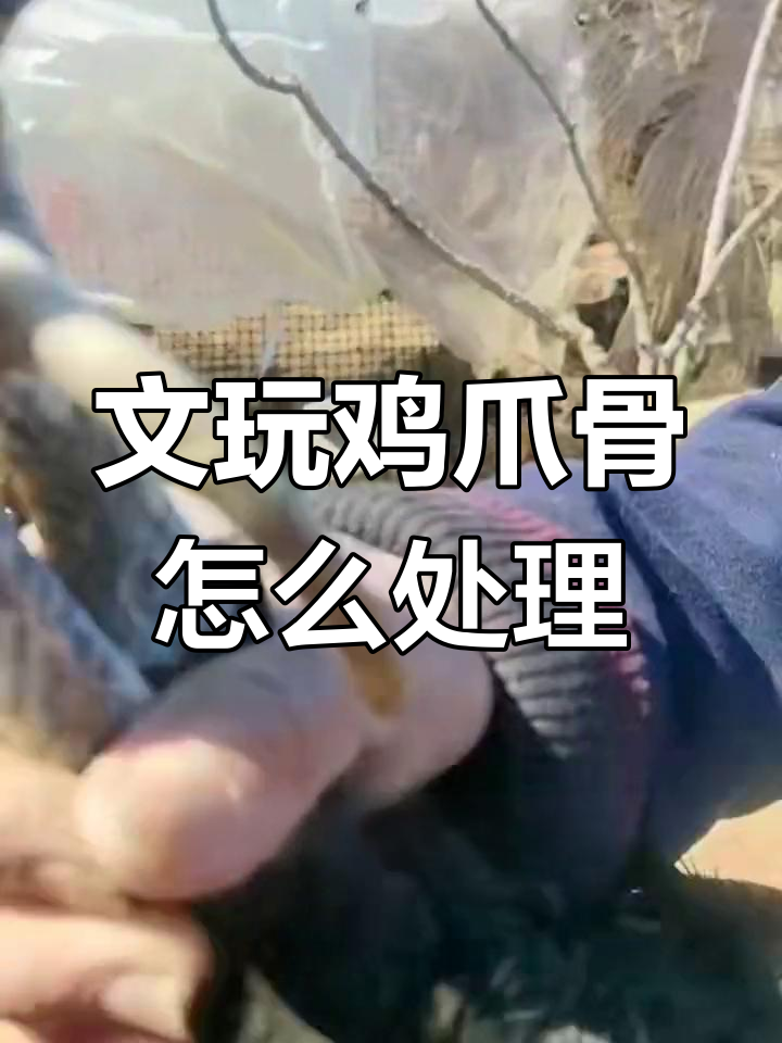 鸡爪骨文玩如何处理?价格波动背后的真相