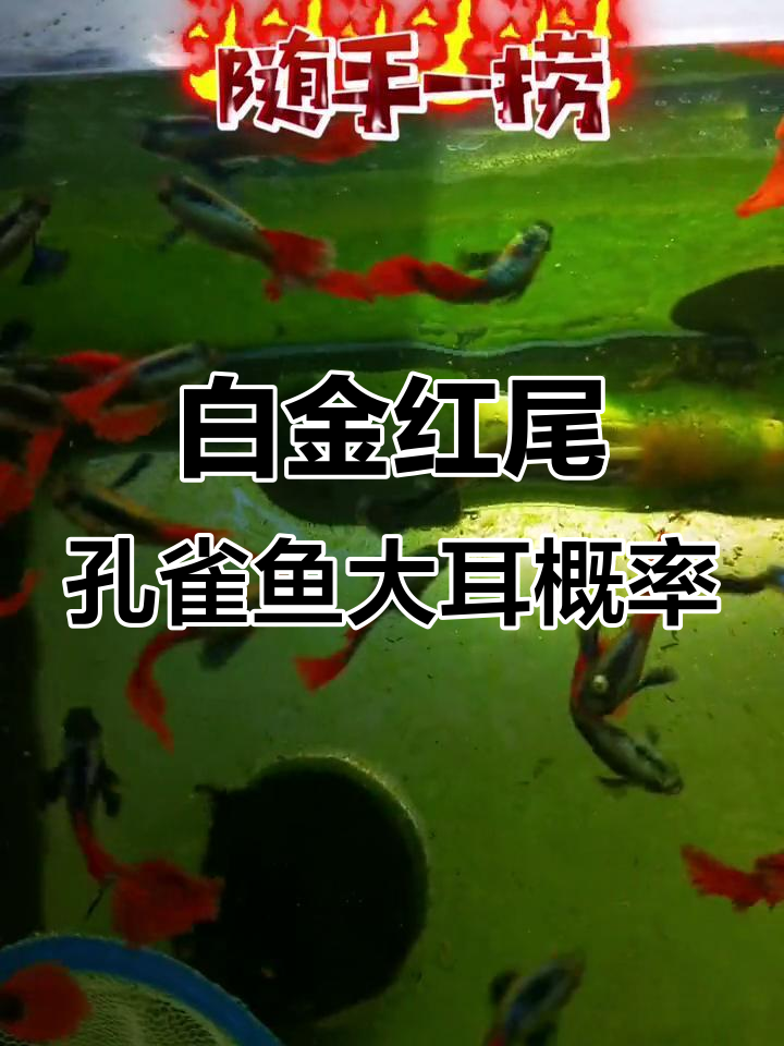 白金红尾孔雀鱼大耳朵的遗传概率分析