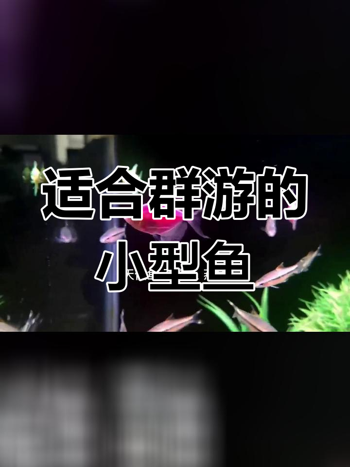 小型热带观赏鱼推荐,适合群养提升观赏性