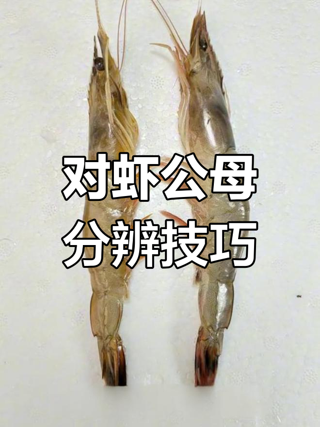 公母对虾如何区分？黄海对虾的性别特征揭秘