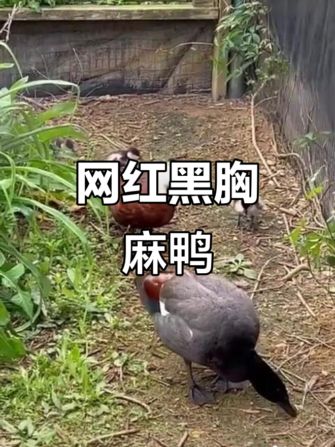 黑胸麻鸭:野鸭子中的“明星”,抖音热门观赏鸟