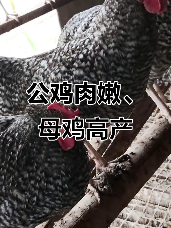 芦花鸡:公鸡肉质鲜美,母鸡产蛋多,专下绿皮蛋