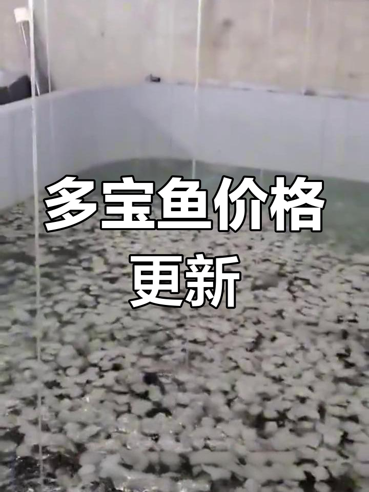 最新多宝鱼价格大揭秘,四月十二日市场报价一览