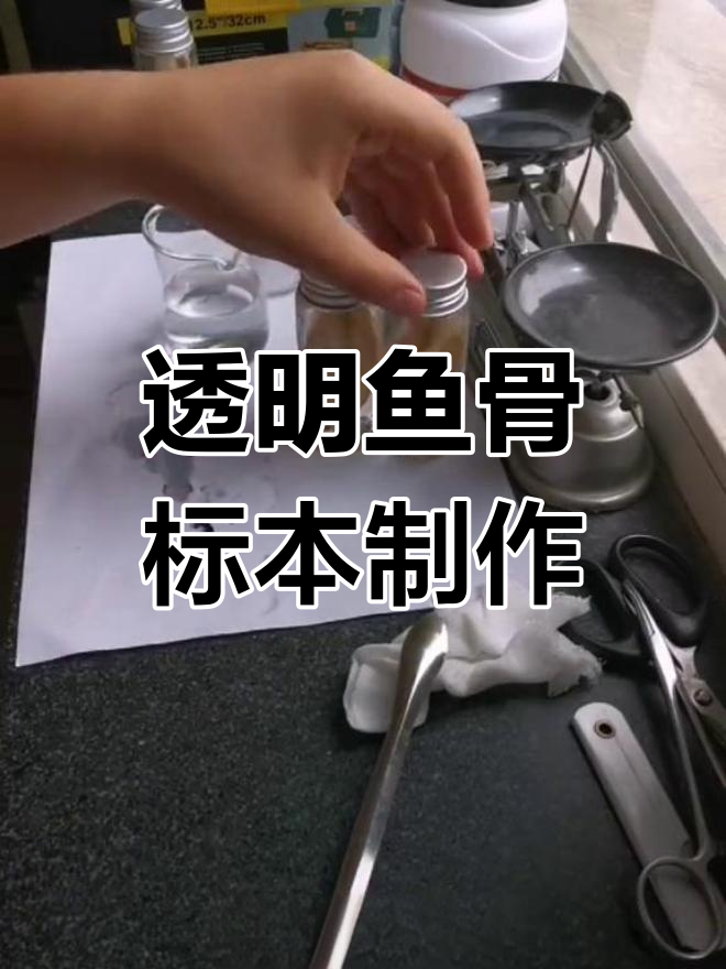 制作透明鱼骨骼标本,备战大赛