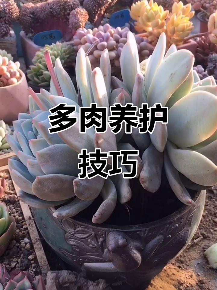 控养多肉大橙子,打造完美状态