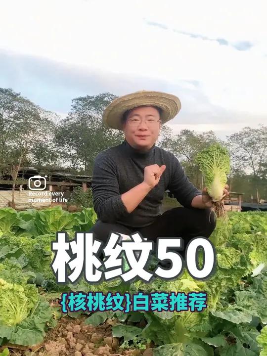 又来介绍一款白菜,桃纹白菜,好吃是自然的,关键是这个纹路的确特殊。有喜欢这个口感软软的白菜