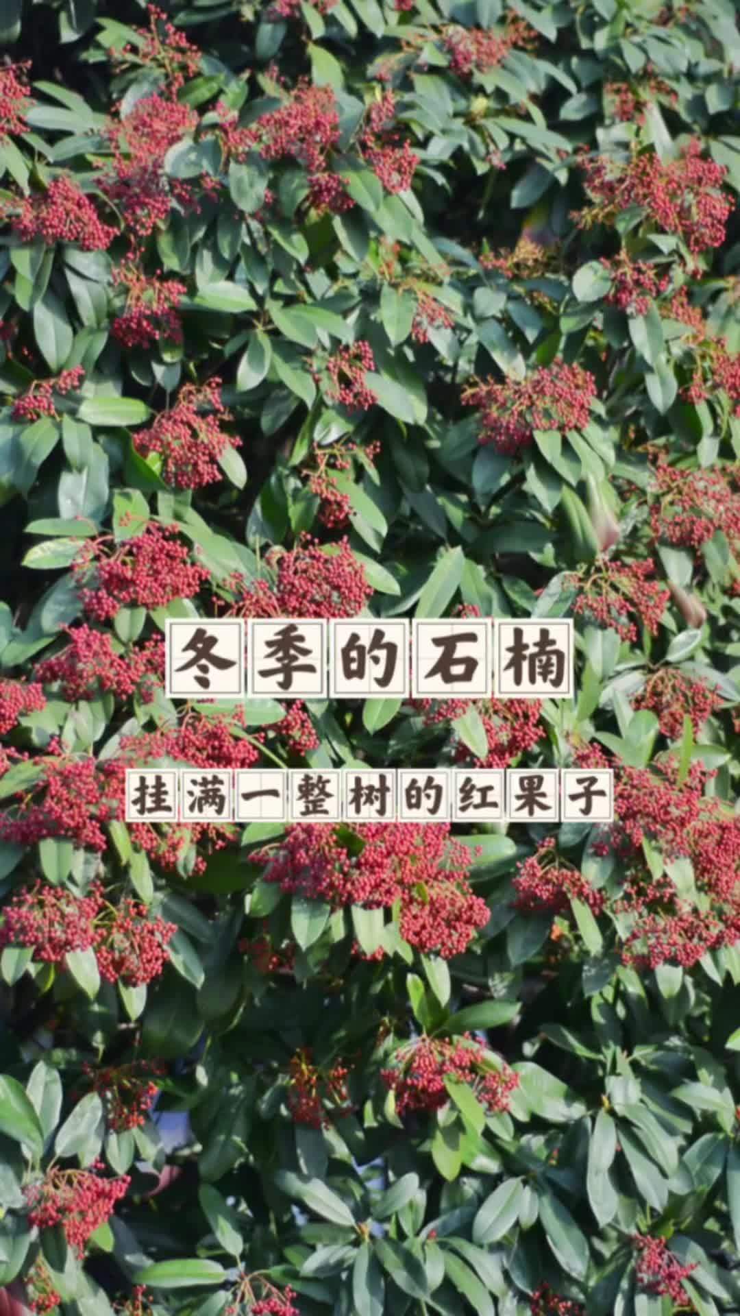 冬天的石楠竟然这么美,长满一整树的红果子看着就很喜庆。石楠 绿化带 园林绿化