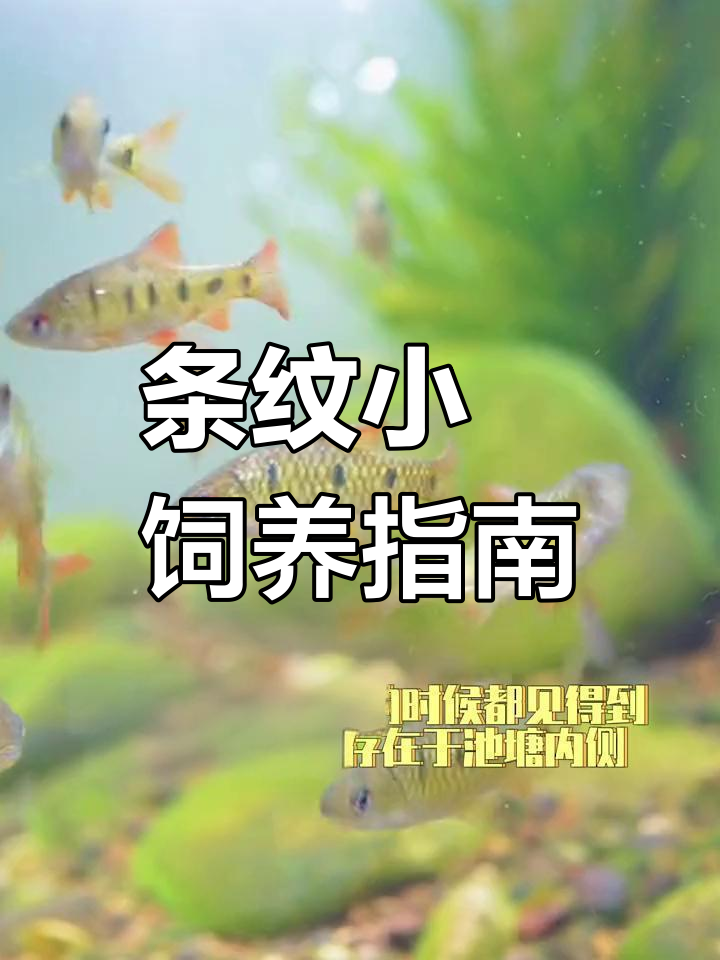 温顺条纹小鲃:适应力强的冷水鱼