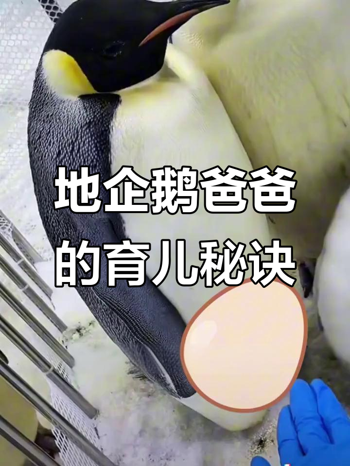 帝企鹅爸爸如何照顾宝宝?孵蛋全过程大揭秘