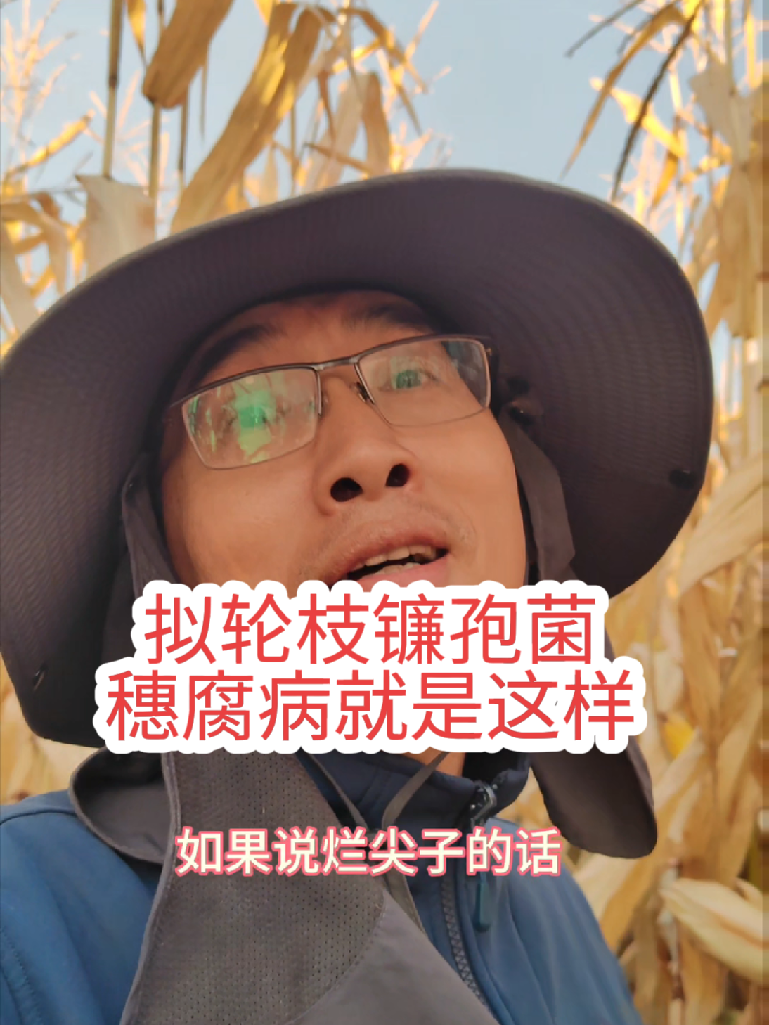 玉米穗腐病长白毛该如何防治？