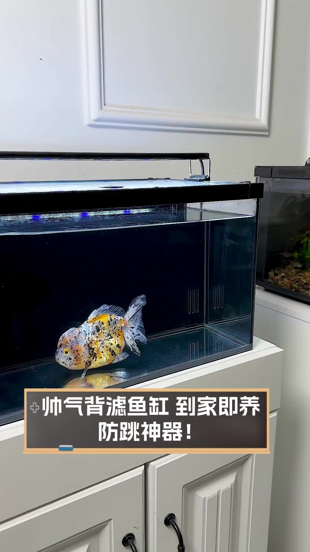 帅气背滤鱼缸,到家即养,防跳神器!