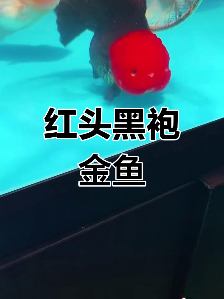 泰国金鱼直播:红头黑袍短尾将军