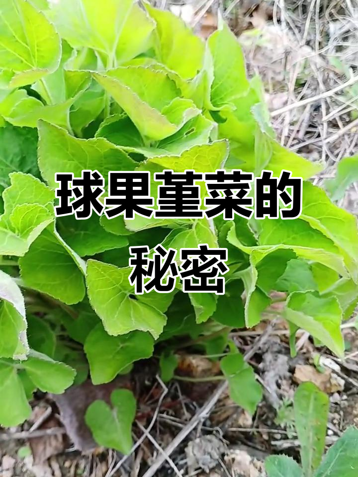 球果堇菜：家乡的独特野味，果实圆润可爱