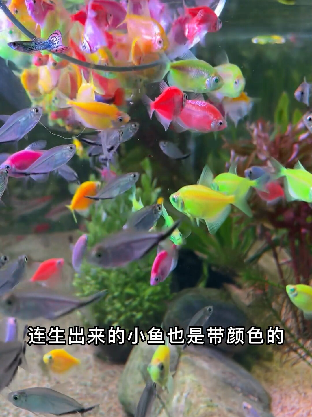 彩色小鱼!
