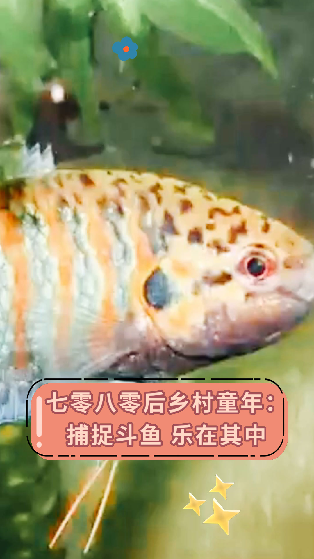 七零八零后乡村童年:捕捉斗鱼 乐在其中