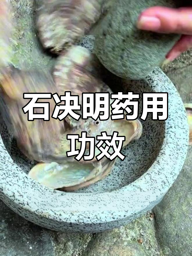 鲍鱼壳的珍贵价值与应用