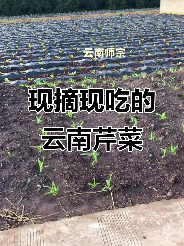 云南芹菜新鲜采摘,直接吃超美味