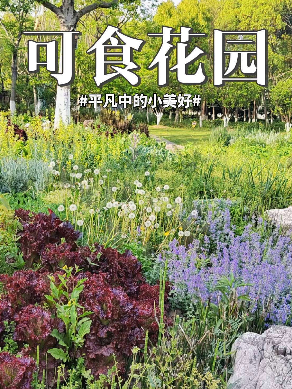 这是我们打造的可食花园,春天充满自然野趣,蒲公英的犹如精灵般可爱,蒲公英和猫薄荷(荆芥)是