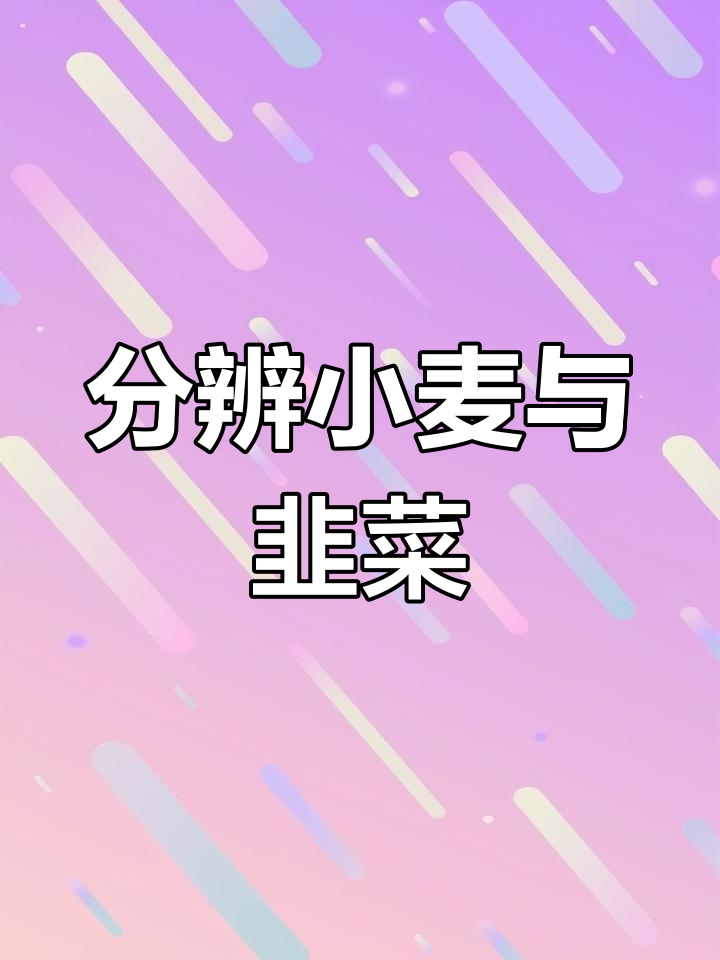 小麦和韭菜如何区分?从形态到味道一学就会