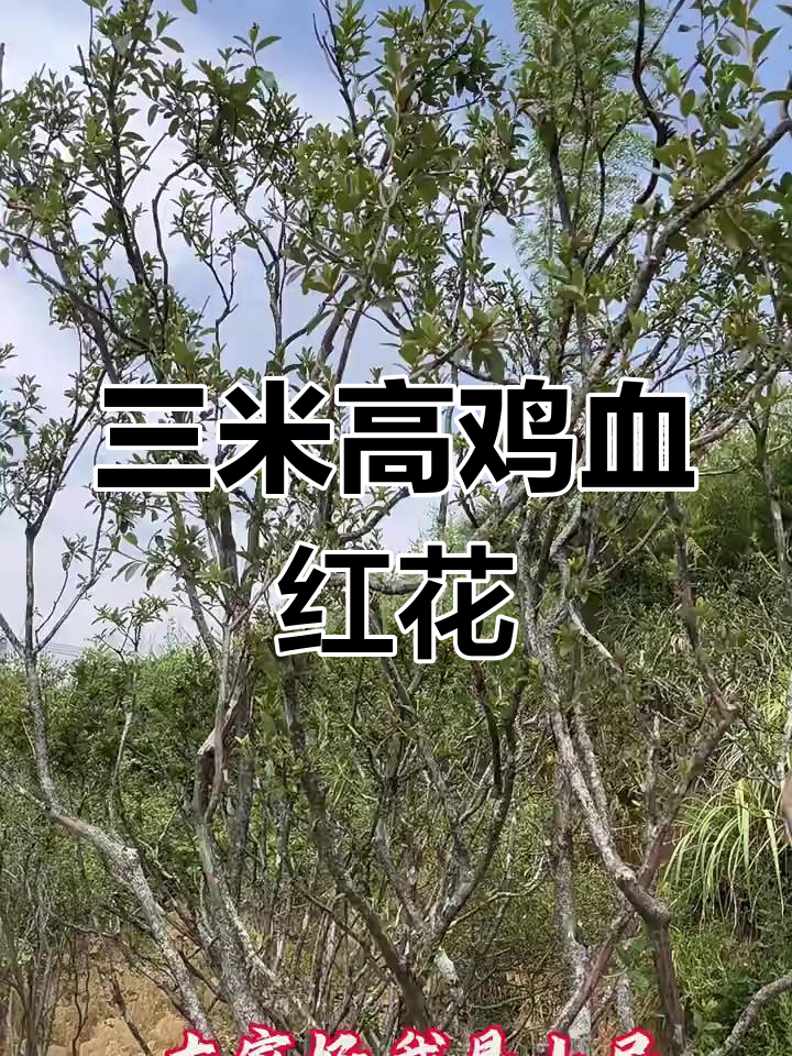 鸡血红映山红,三米高的美丽花朵等你来赏