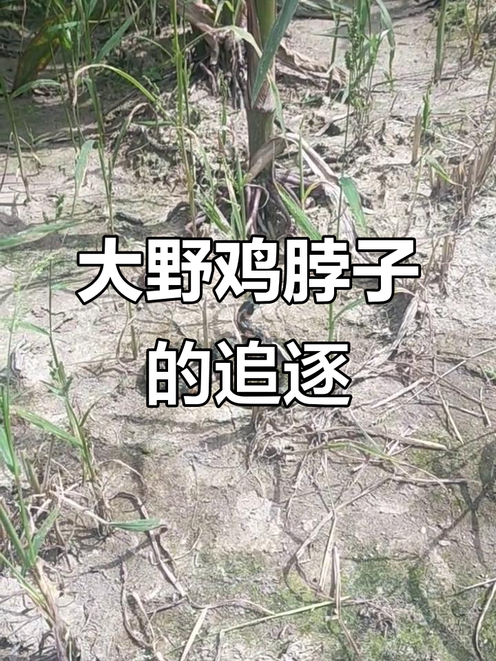 野鸡脖子蛇惊现,快跑啊!