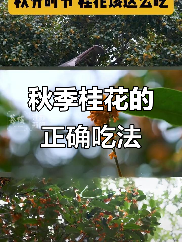 秋分到,桂花香!这个季节最该这么吃