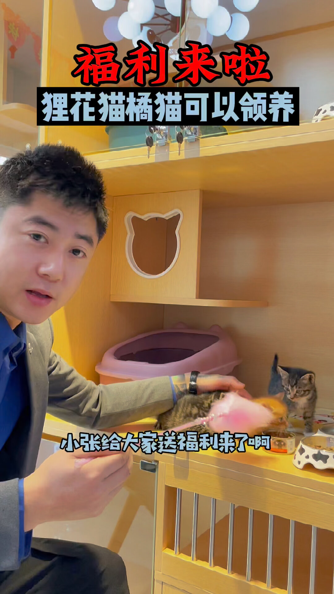 天津猫领养!天津爱猫人快来!