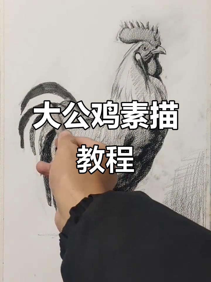 简单步骤教你画大公鸡，轻松掌握素描技巧