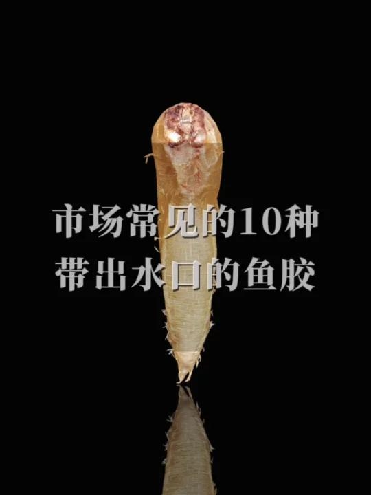 10种带出水口的鱼胶品种