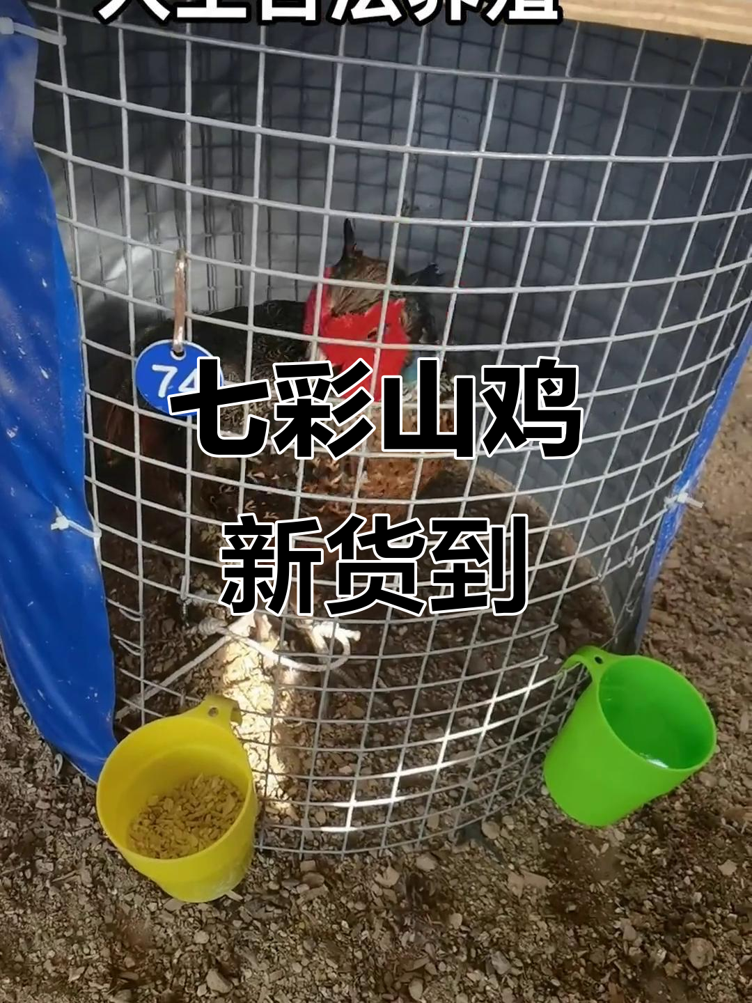 广西武宣七彩山鸡，十个月大雄性鸡胚等你挑！